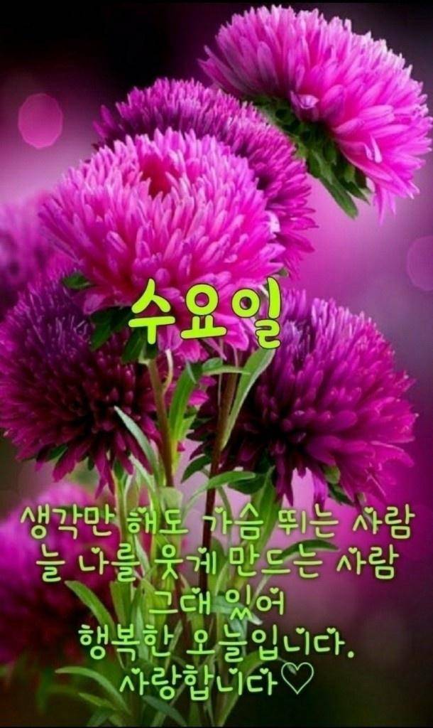 행복한 수요일 사진